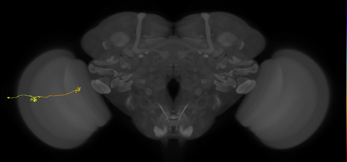 Tm5b_L (MaleCNS:129818)