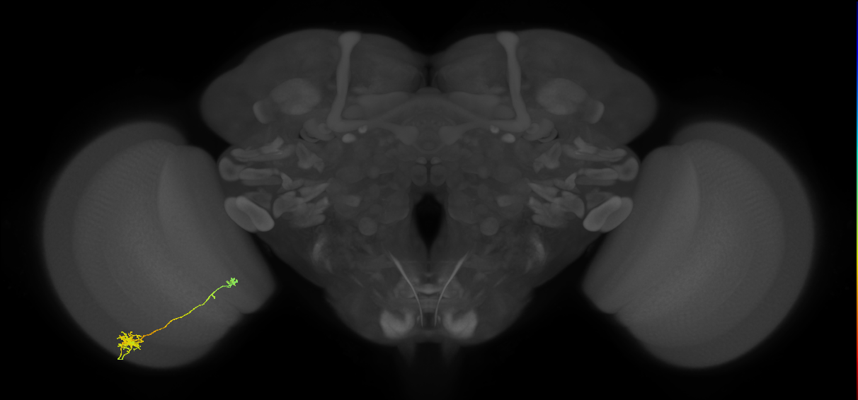 Tm5b_L (MaleCNS:76861)