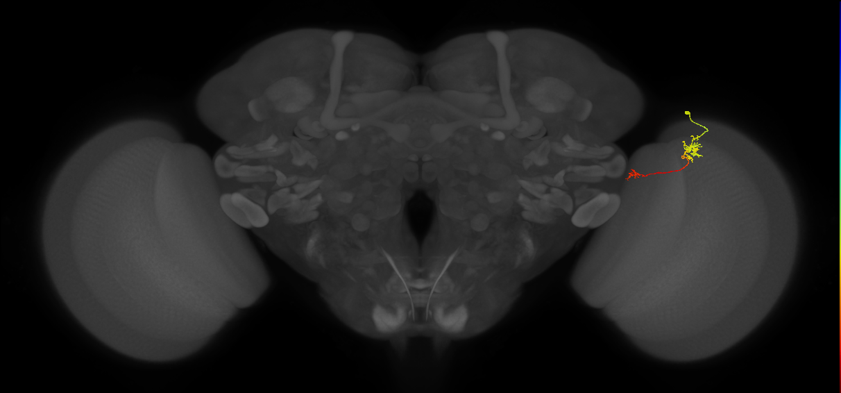 Tm5b_R (MaleCNS:129613)