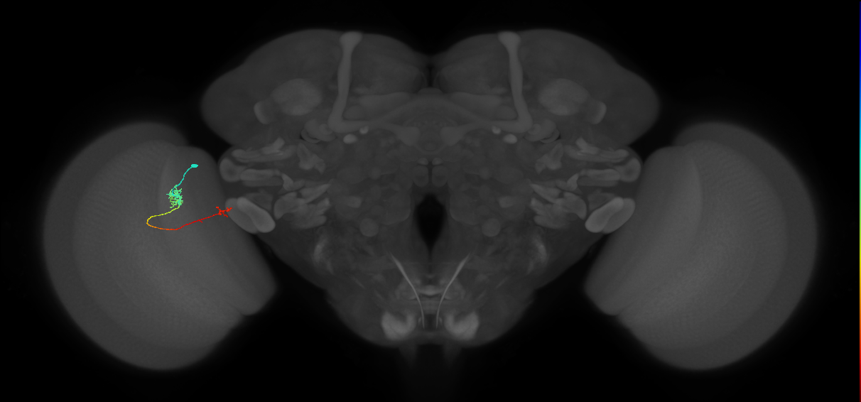 Tm5b_L (MaleCNS:164750)