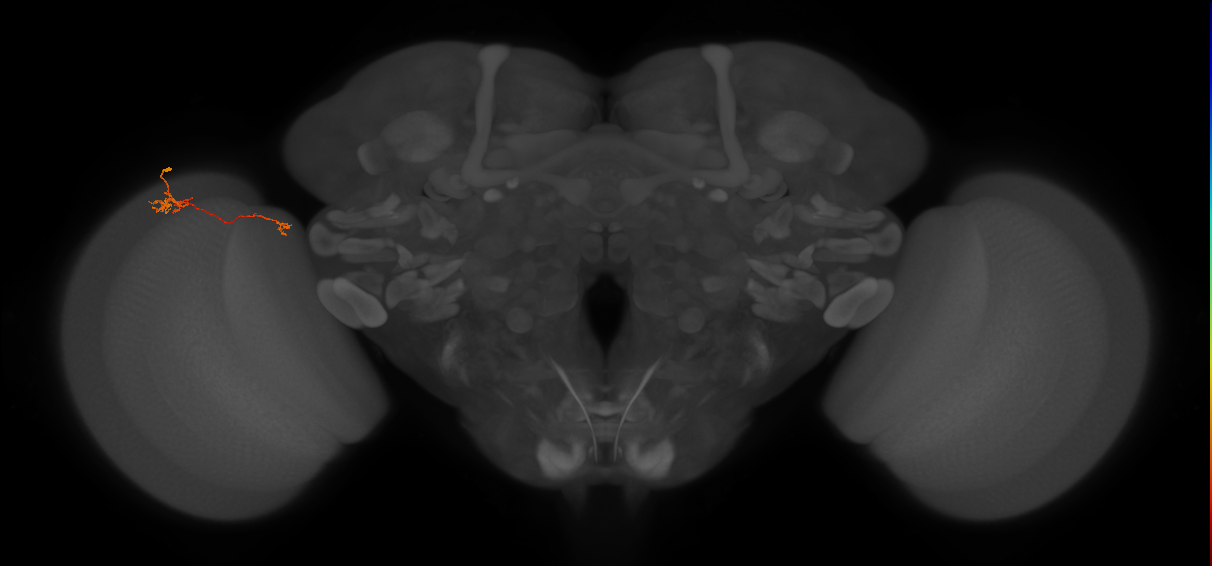 Tm5b_L (MaleCNS:140590)