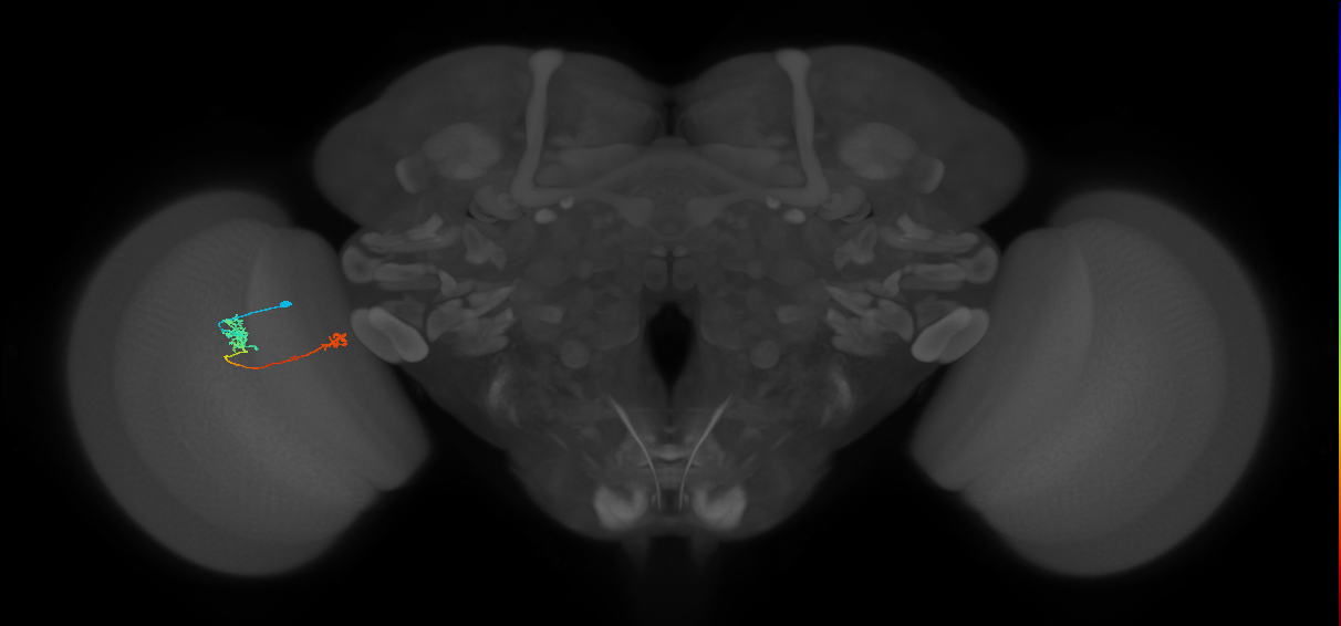 Tm5b_L (MaleCNS:135125)
