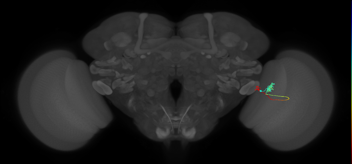 Tm5b_R (MaleCNS:113265)