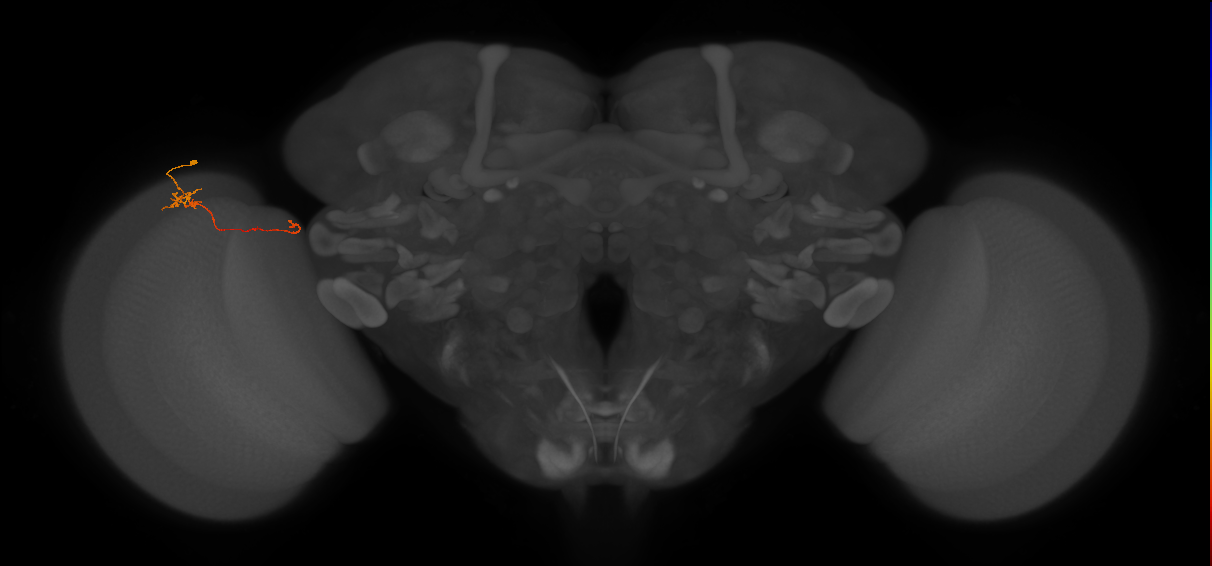 Tm5b_L (MaleCNS:164932)
