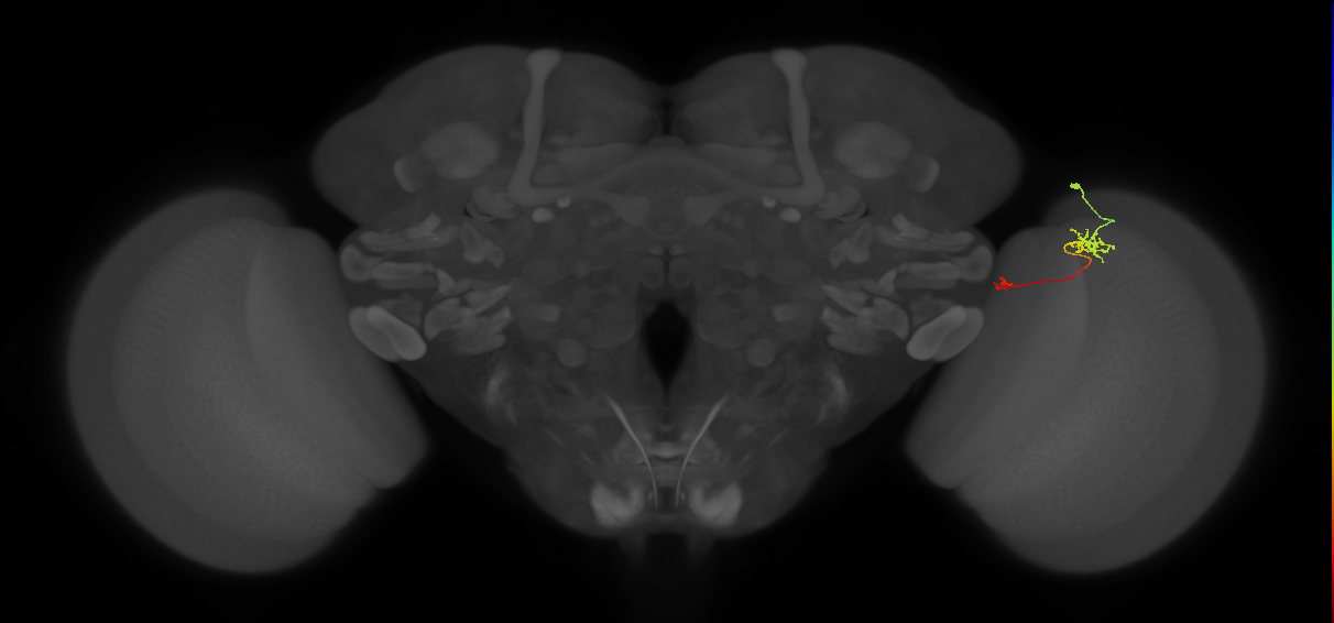 Tm5b_R (MaleCNS:128938)