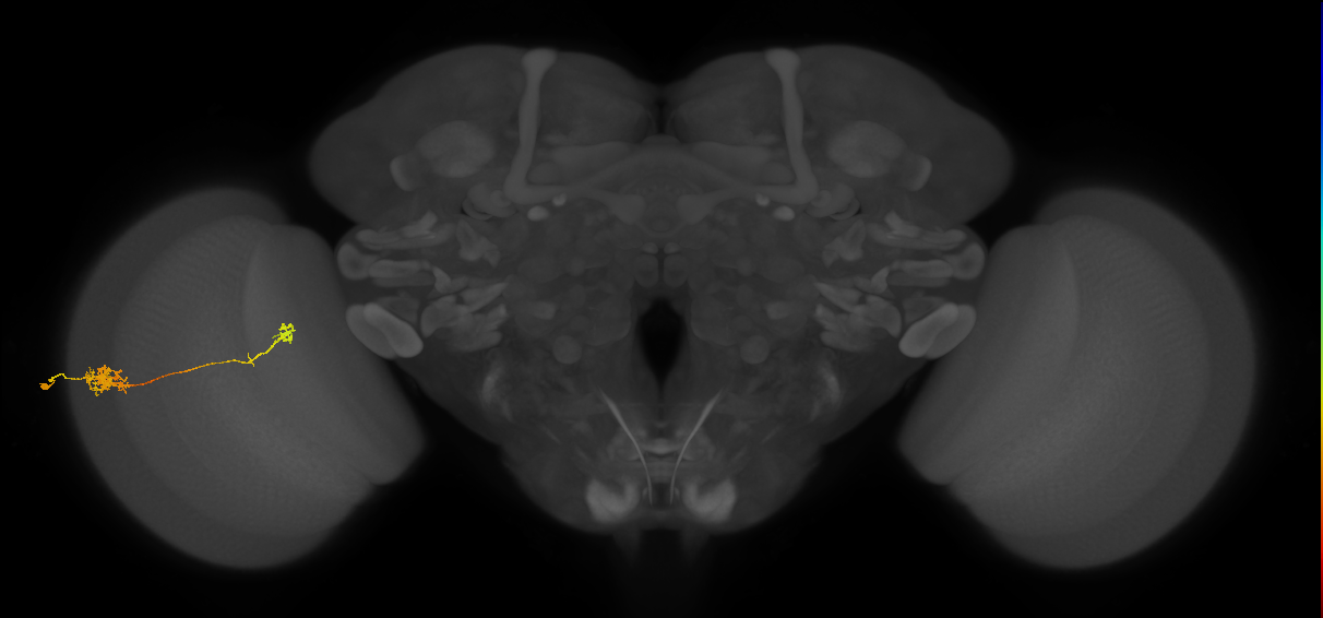 Tm5b_L (MaleCNS:535547)