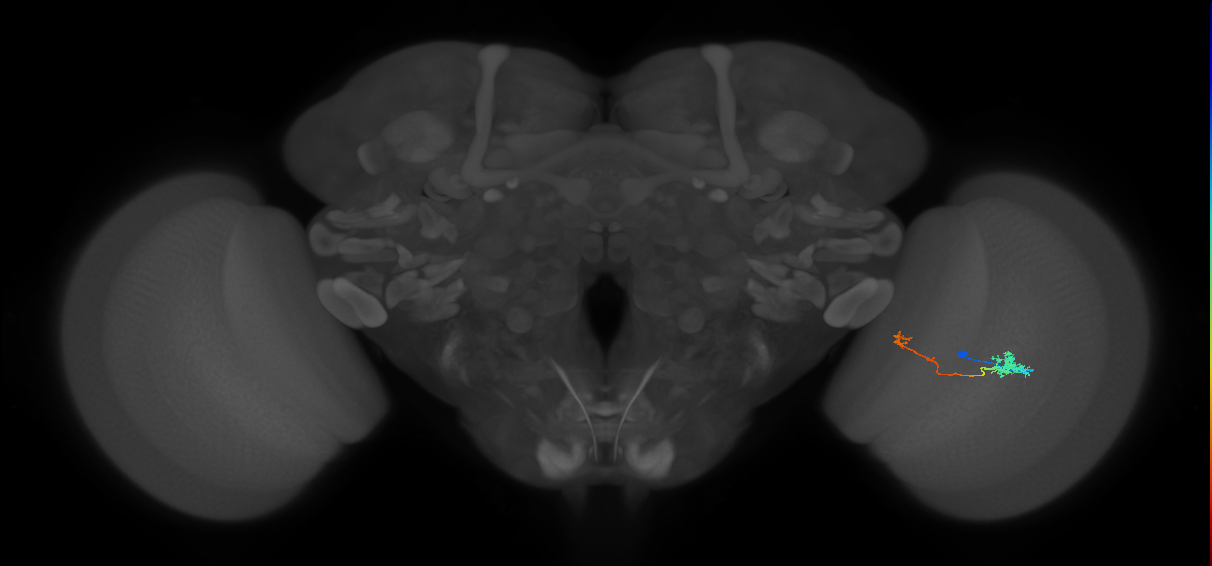 Tm5b_R (MaleCNS:77908)