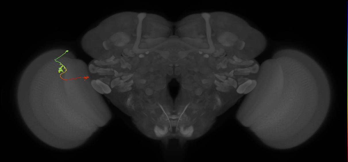 Tm5b_L (MaleCNS:183963)