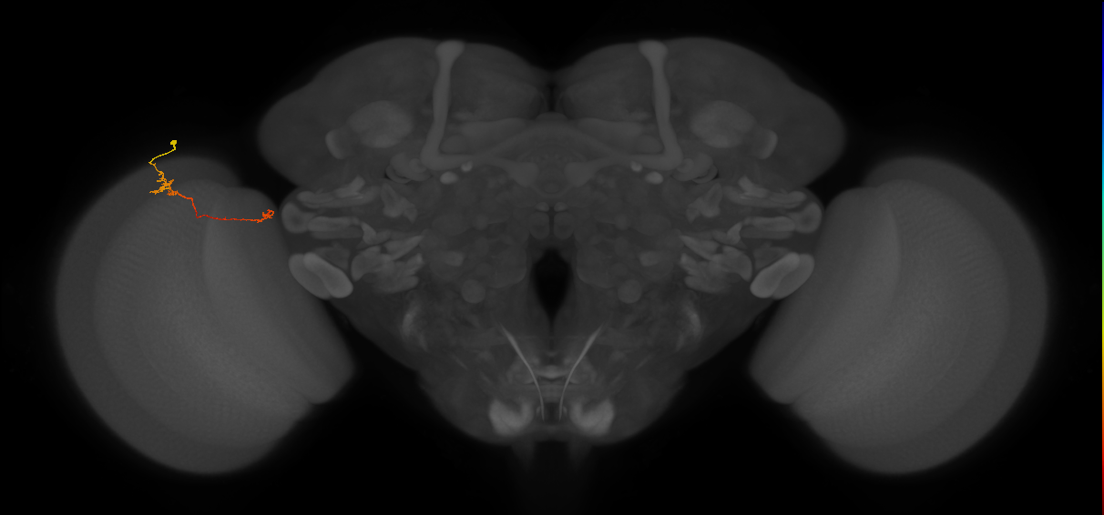 Tm5b_L (MaleCNS:157142)