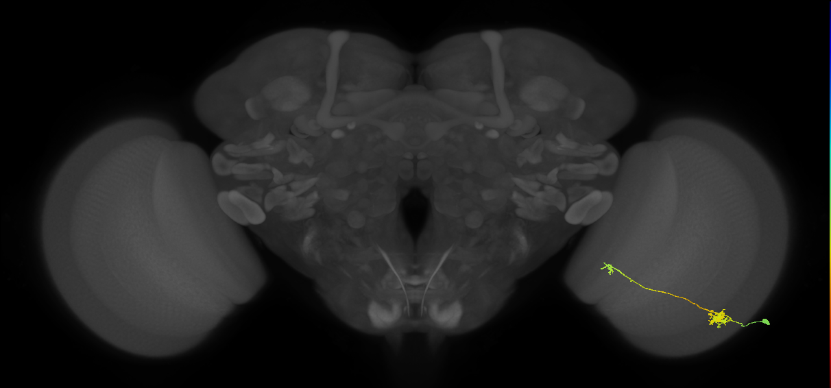 Tm5b_R (MaleCNS:75579)