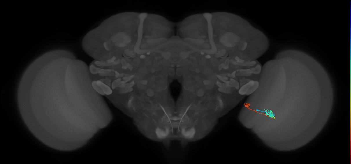 Tm5b_R (MaleCNS:100354)