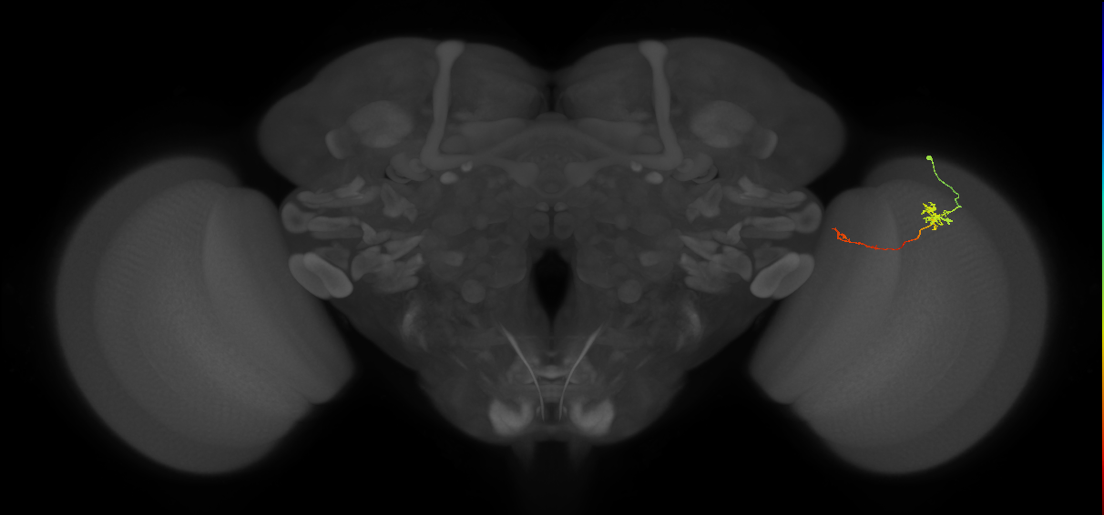 Tm5b_R (MaleCNS:122327)