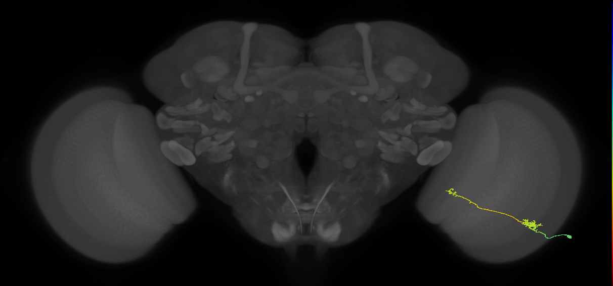 Tm5b_R (MaleCNS:82611)