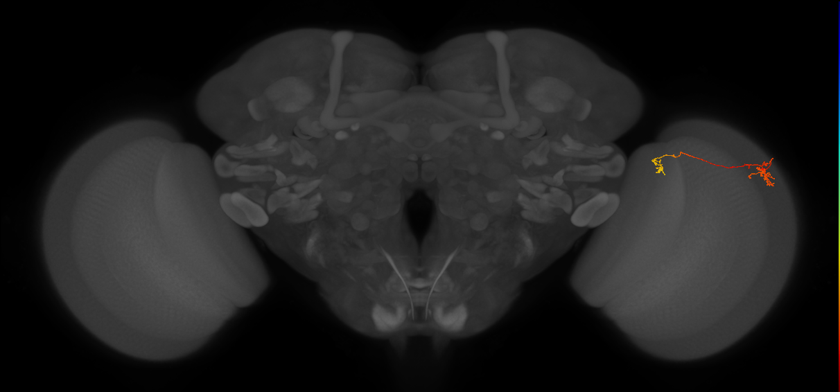 Tm5b_R (MaleCNS:118124)