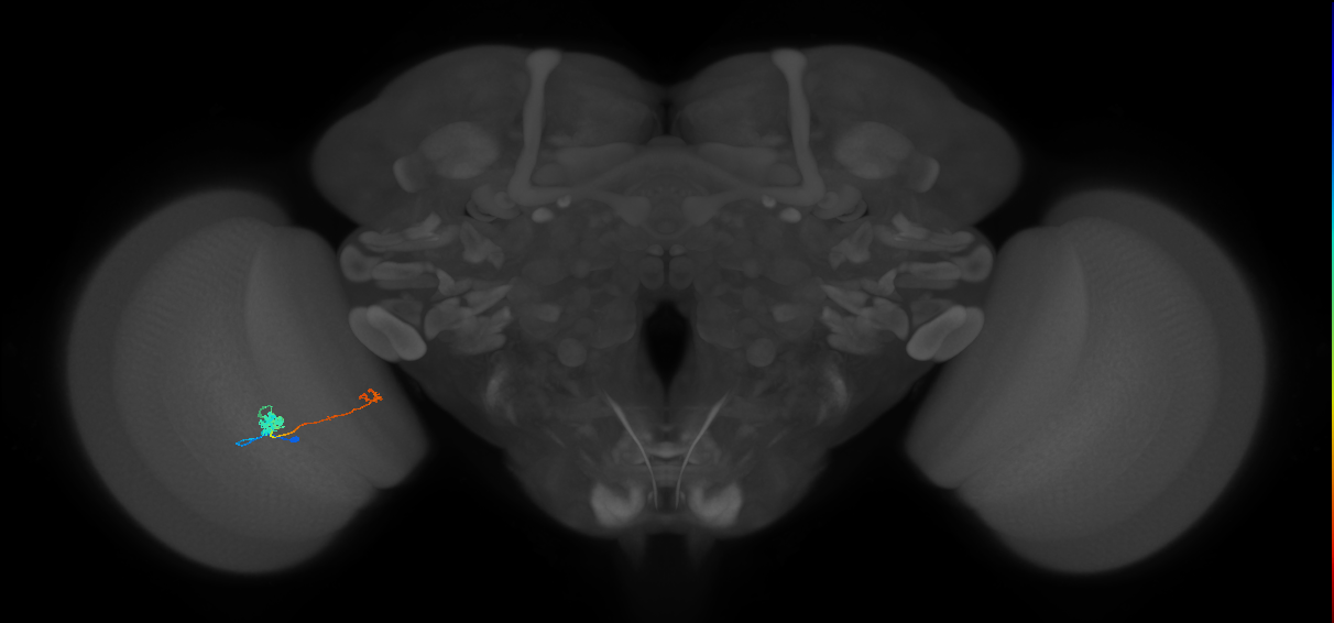 Tm5b_L (MaleCNS:153077)