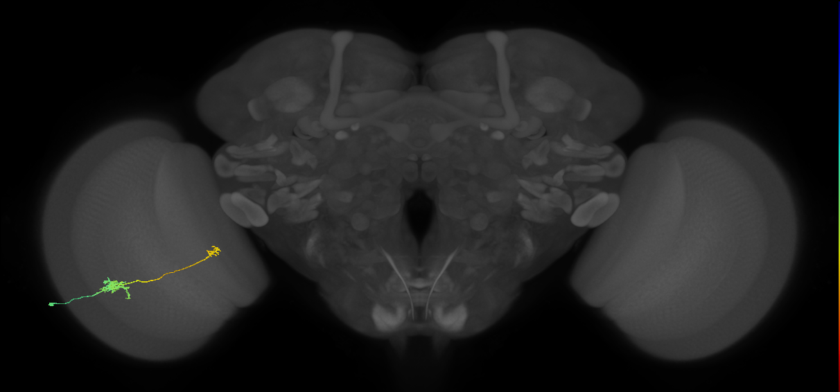 Tm5b_L (MaleCNS:525094)