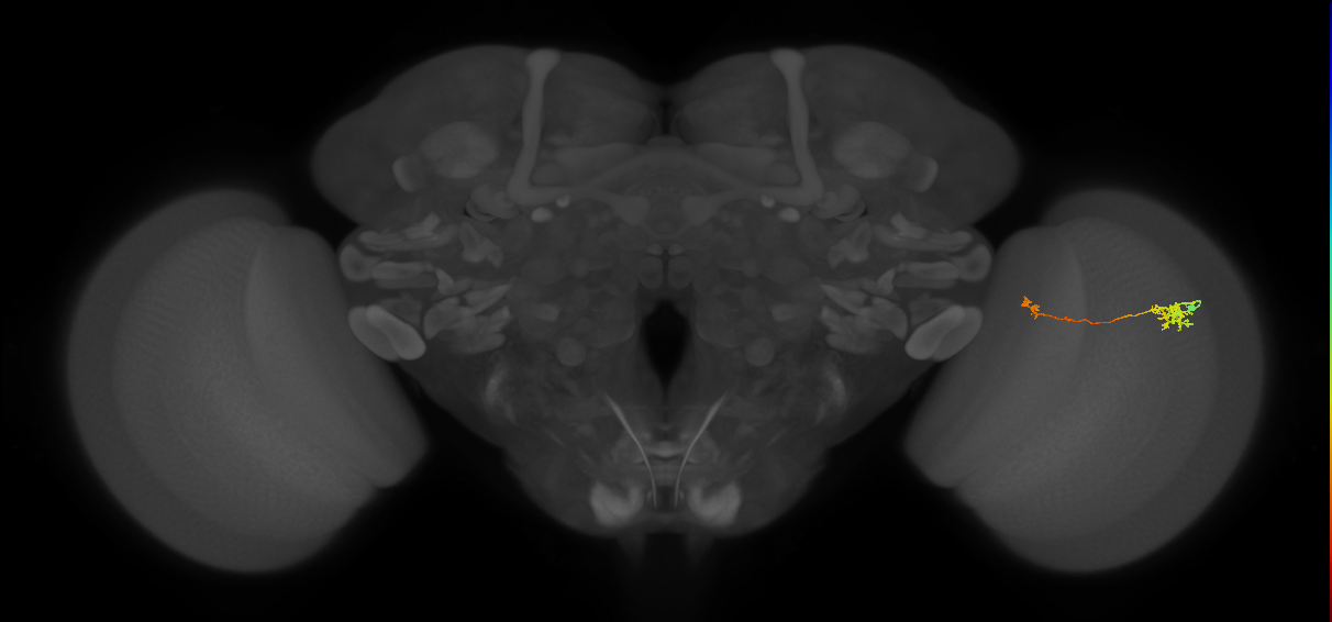 Tm5b_R (MaleCNS:105649)