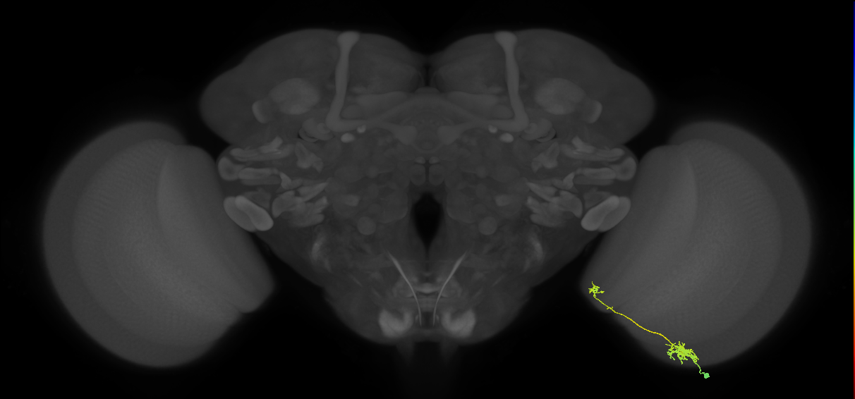 Tm5b_R (MaleCNS:139646)