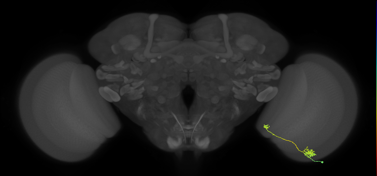 Tm5b_R (MaleCNS:90164)