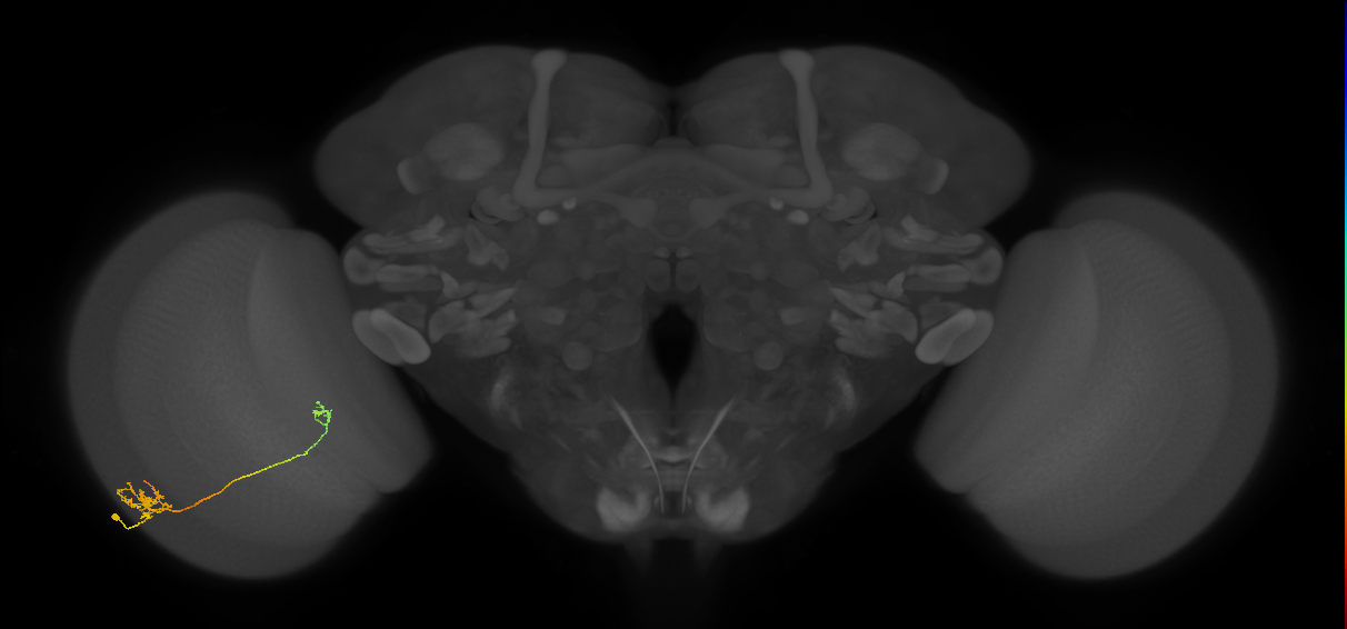 Tm5b_L (MaleCNS:81180)