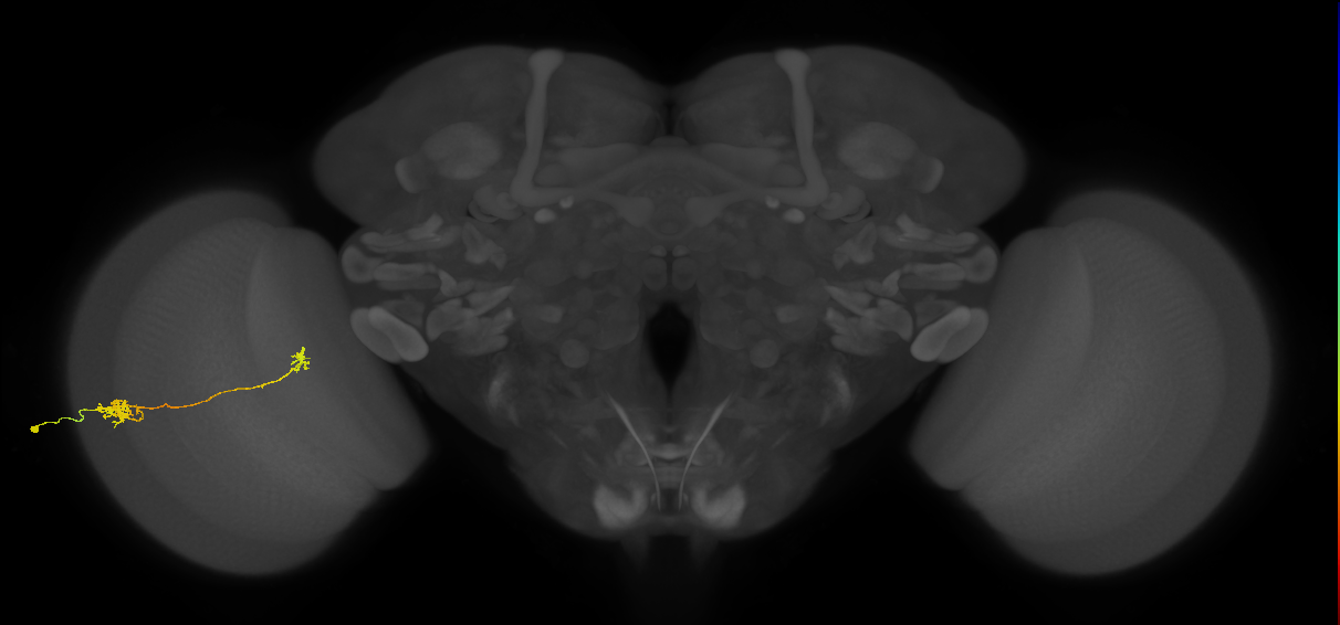 Tm5b_L (MaleCNS:77870)