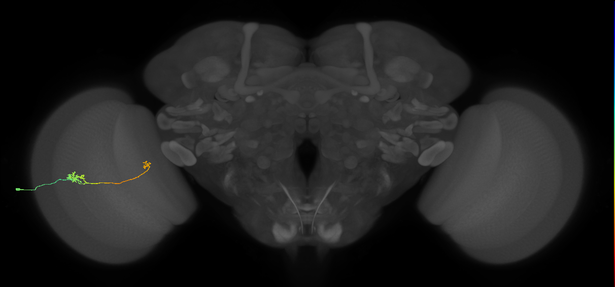 Tm5b_L (MaleCNS:544785)