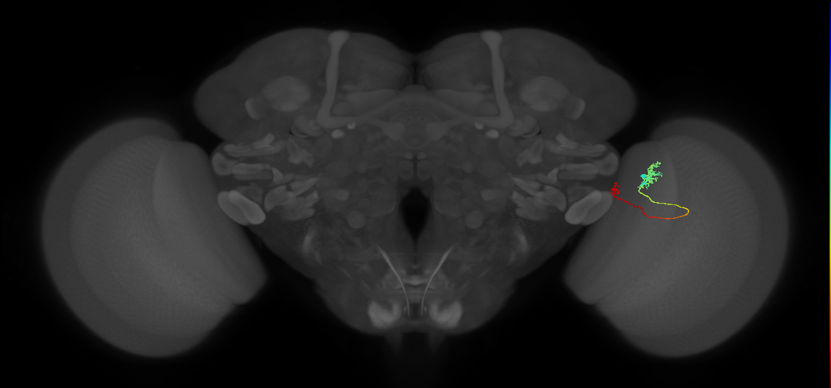 Tm5b_R (MaleCNS:113812)