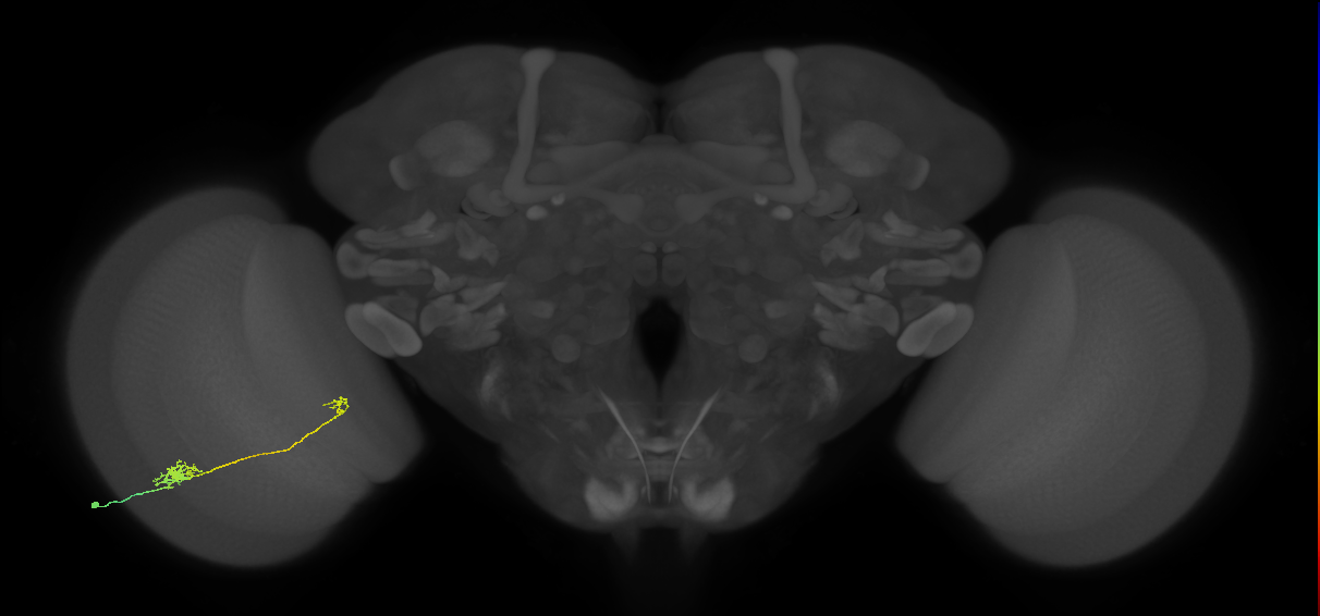 Tm5b_L (MaleCNS:535269)