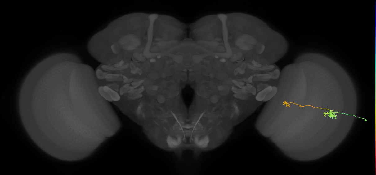 Tm5b_R (MaleCNS:542091)