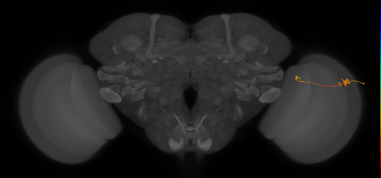 Tm5b_R (MaleCNS:165768)