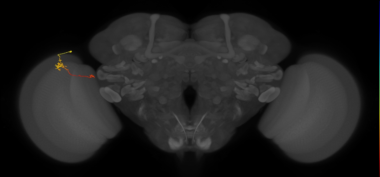 Tm5b_L (MaleCNS:79493)