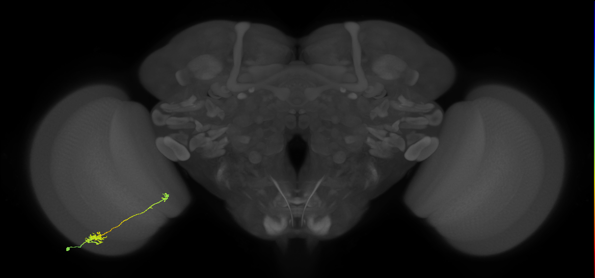 Tm5b_L (MaleCNS:531847)