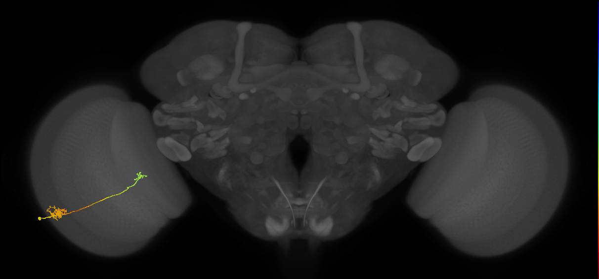 Tm5b_L (MaleCNS:72753)