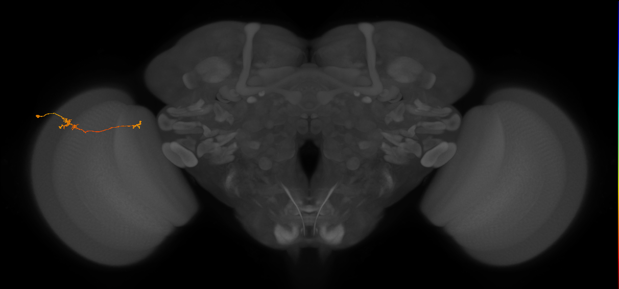 Tm5b_L (MaleCNS:148297)
