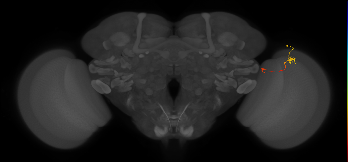 Tm5b_R (MaleCNS:140262)