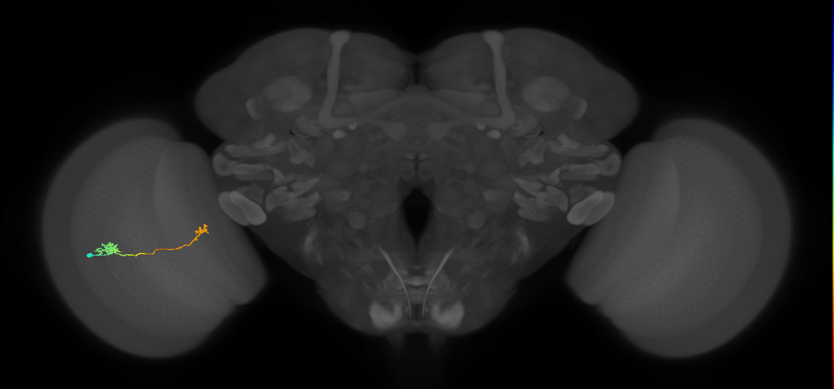 Tm5b_L (MaleCNS:544747)