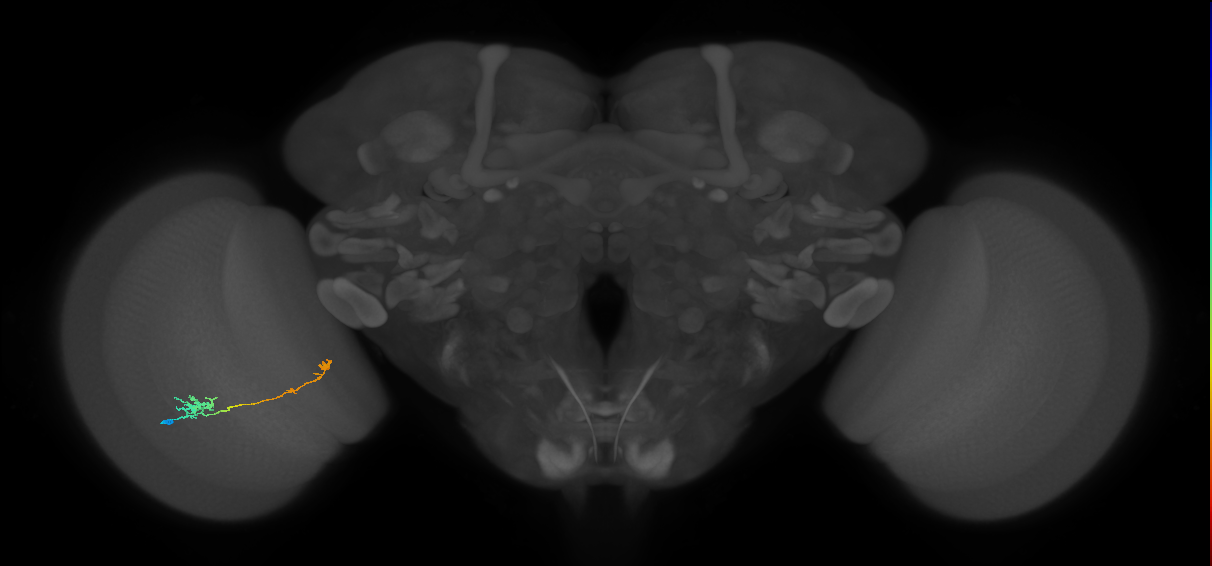 Tm5b_L (MaleCNS:143594)