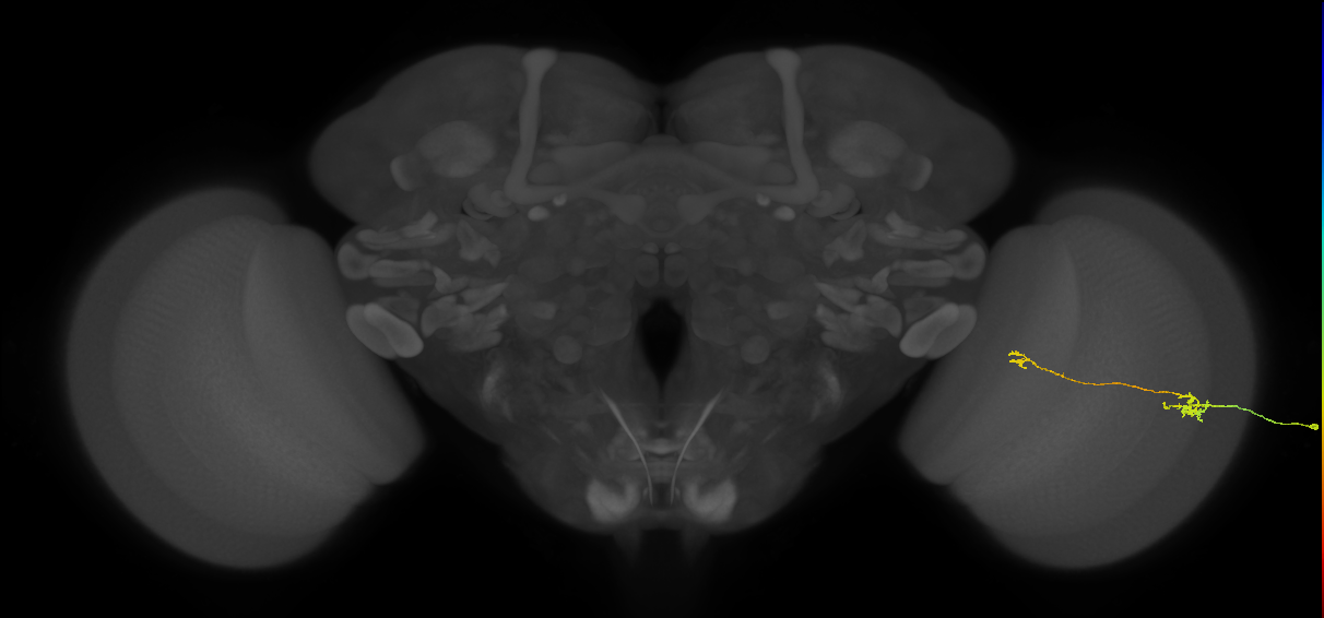 Tm5b_R (MaleCNS:90686)