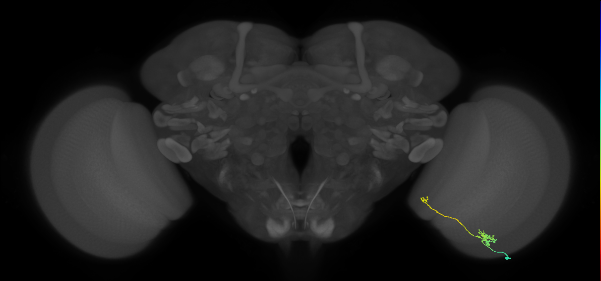 Tm5b_R (MaleCNS:96564)