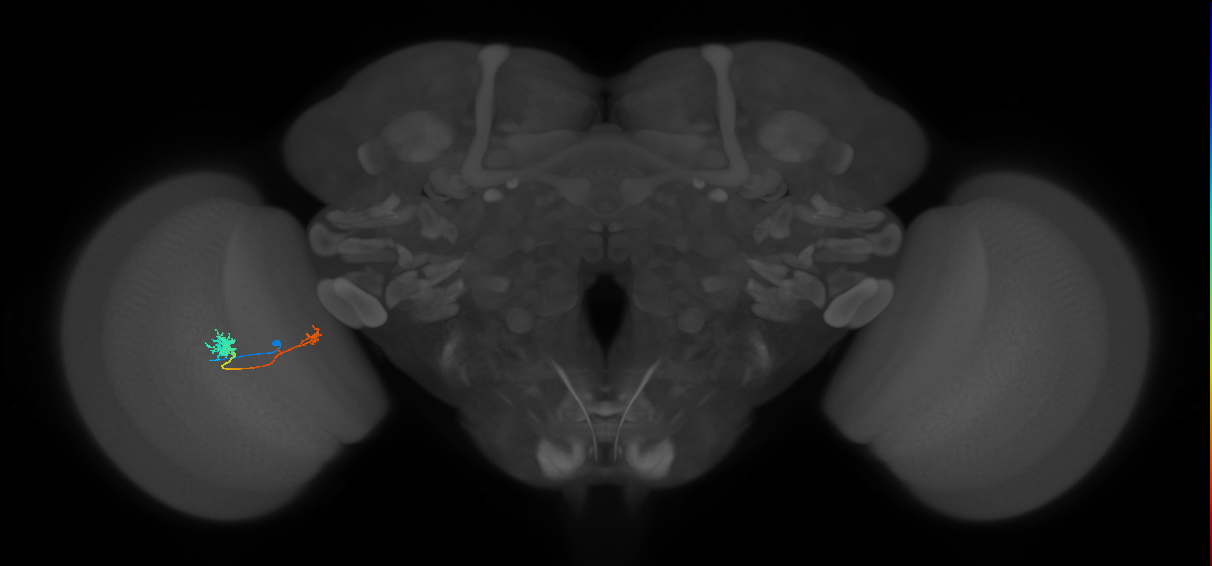 Tm5b_L (MaleCNS:85545)