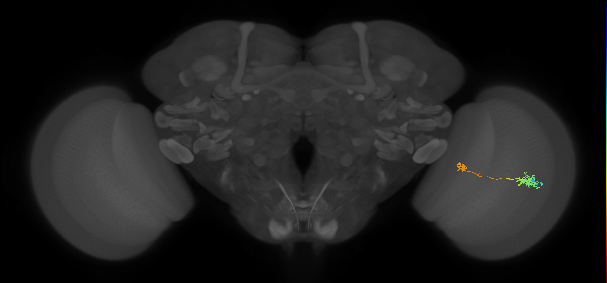 Tm5b_R (MaleCNS:530831)
