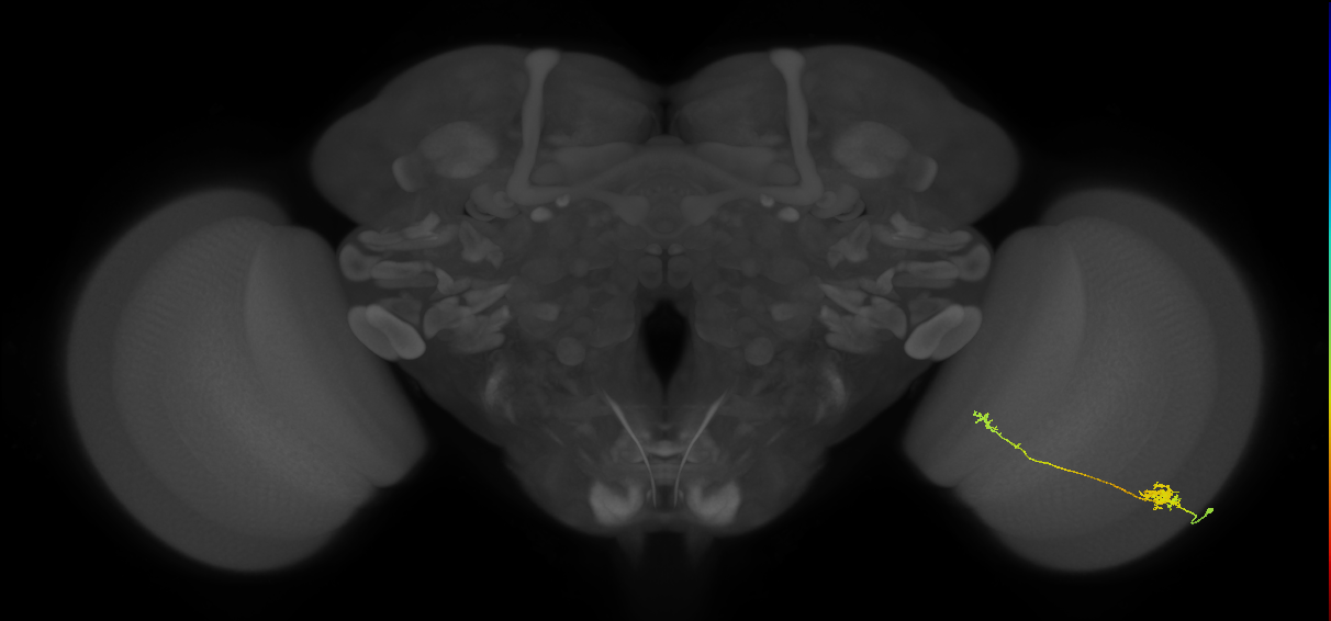Tm5b_R (MaleCNS:75940)
