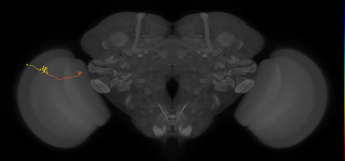 Tm5b_L (MaleCNS:530097)