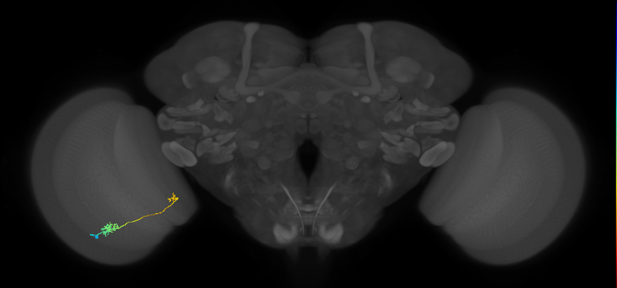 Tm5b_L (MaleCNS:168150)