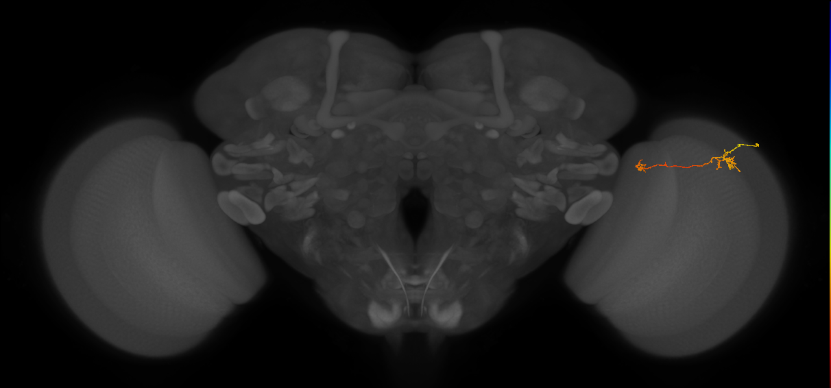 Tm5b_R (MaleCNS:121516)