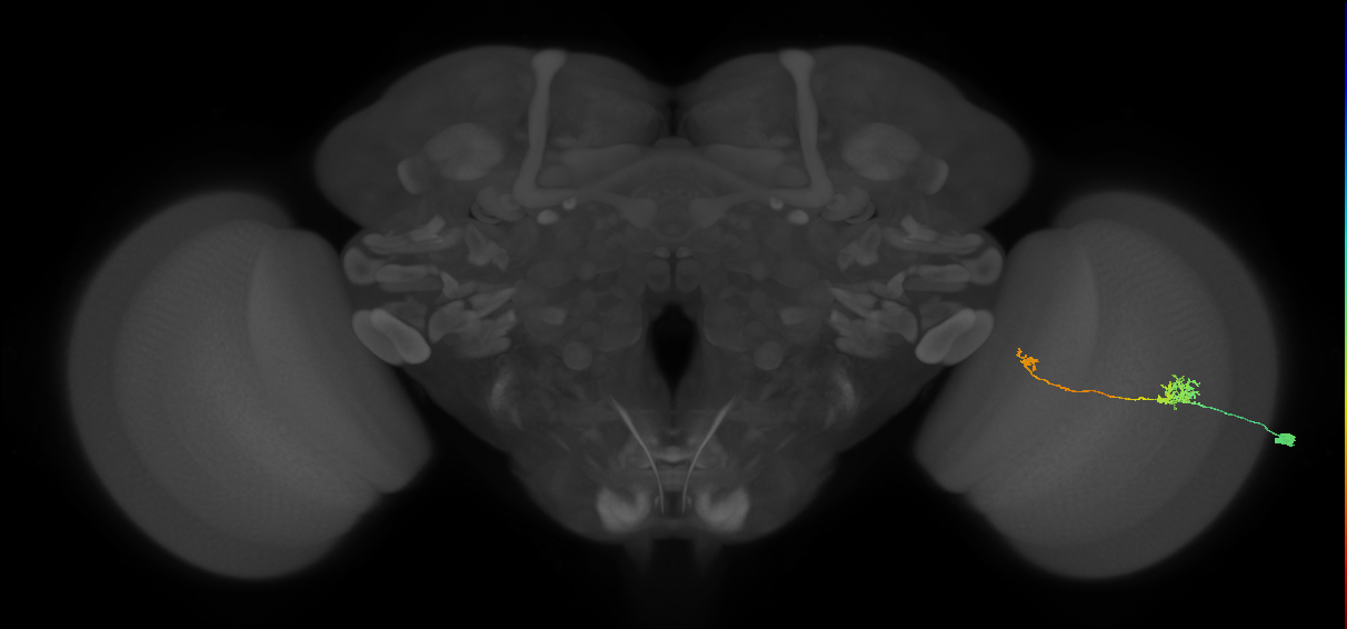 Tm5b_R (MaleCNS:81390)