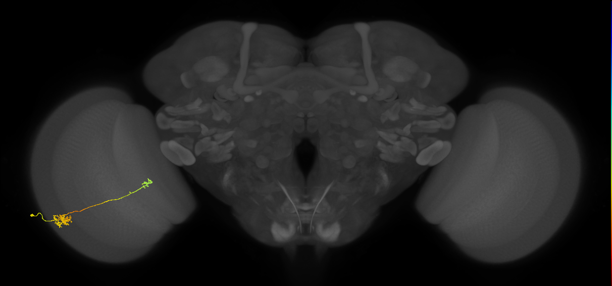 Tm5b_L (MaleCNS:71903)