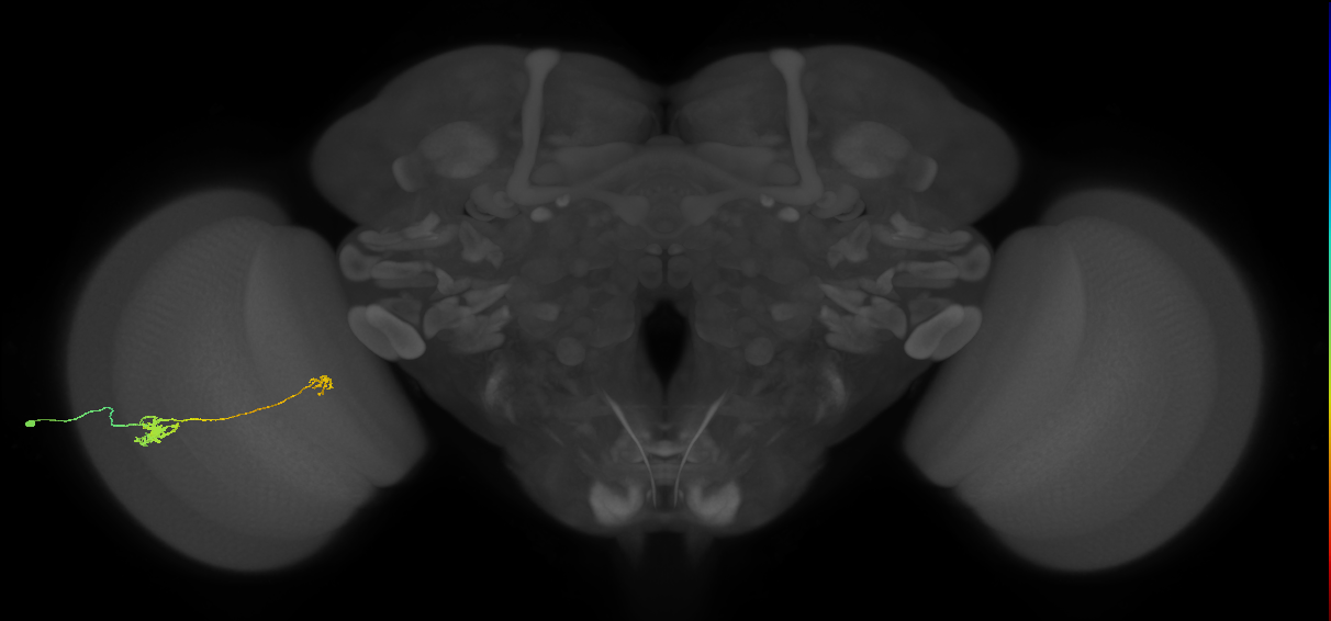 Tm5b_L (MaleCNS:82662)