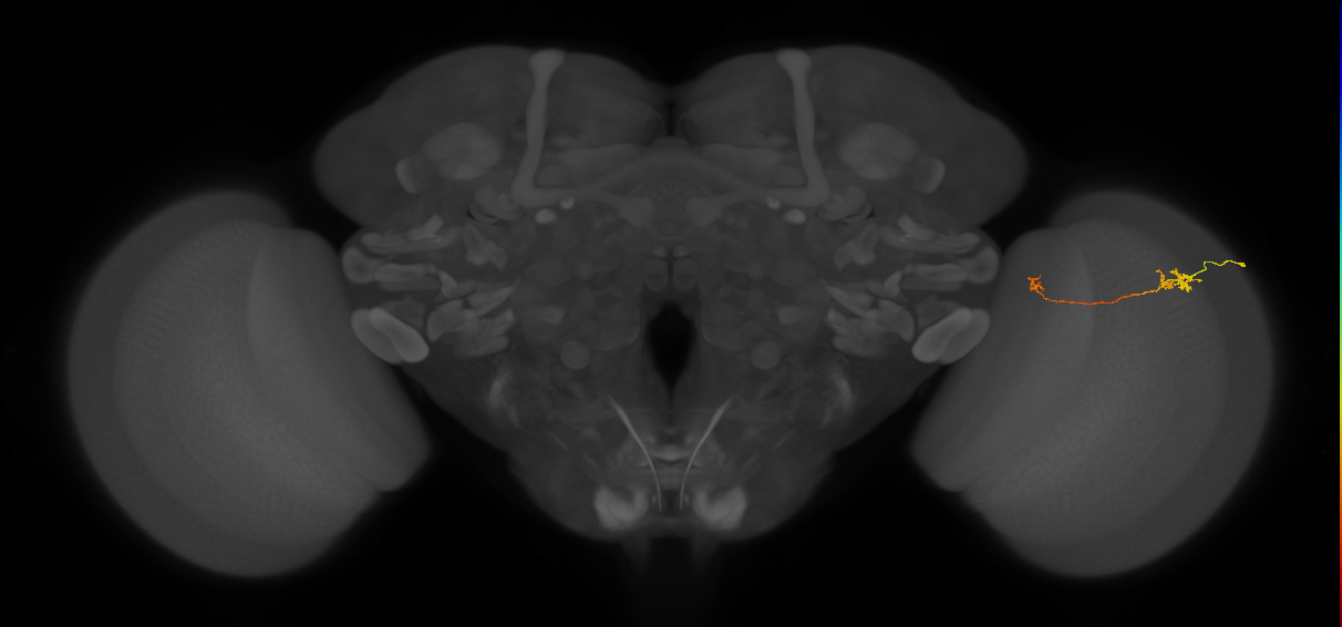 Tm5b_R (MaleCNS:134075)