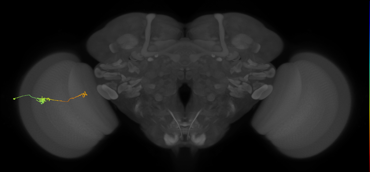 Tm5b_L (MaleCNS:143882)